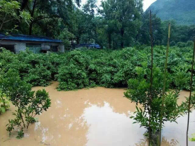 水災(zāi)后柑橘樹如何護(hù)理？